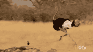 A running ostrich GIF