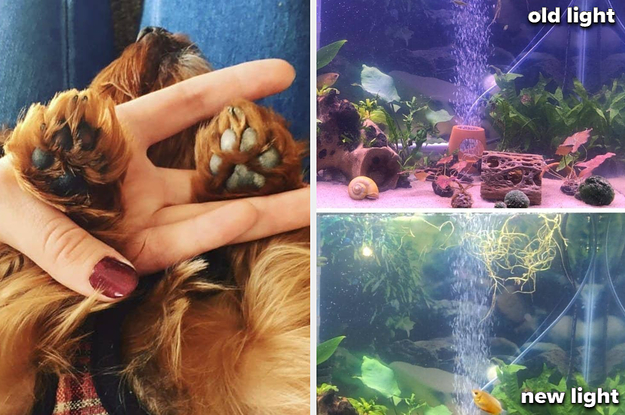 20 Pet Products With Before-And-After Pictures That Deserve Two Paws Wayyy Up 20 Pet Products With Before-And-After Pictures That Deserve Two Paws Wayyy Up