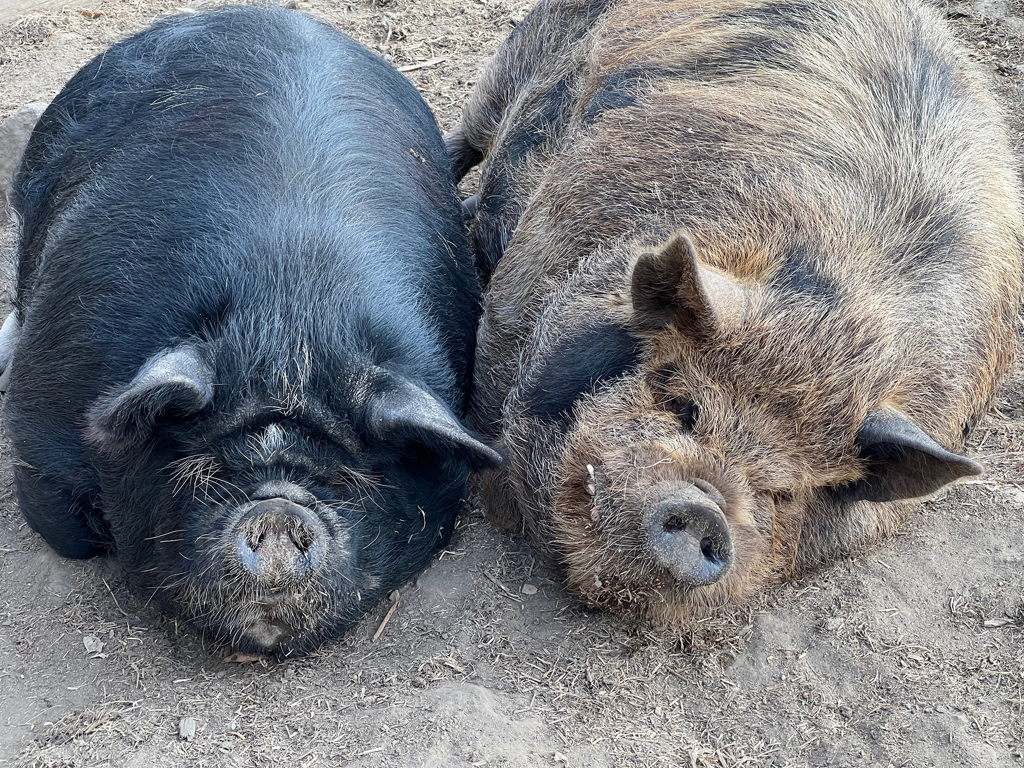 Two &quot;absolute unit&quot; pigs