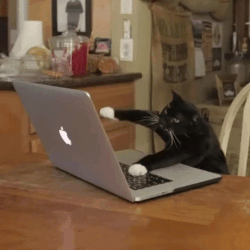 A black cat typing