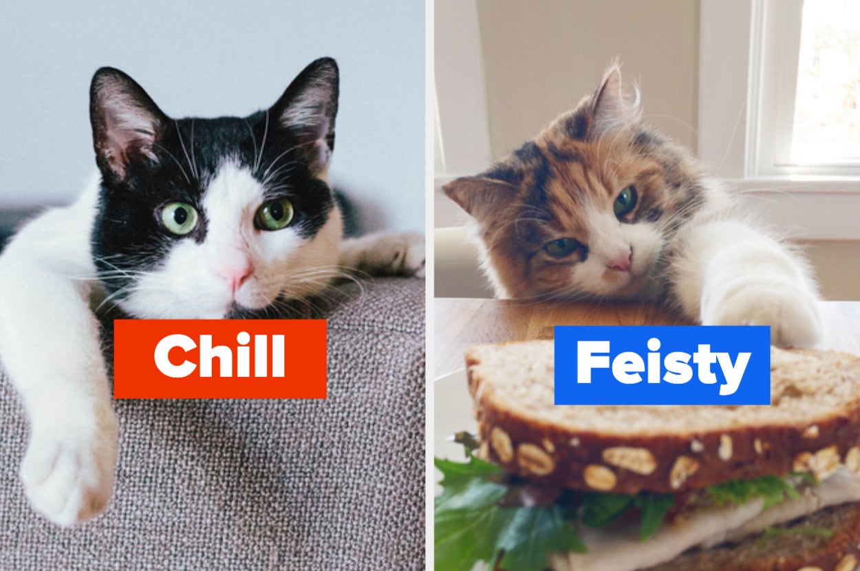 Two cats are laying on a couch labeled, "chill" on the left and "feisty" on the right