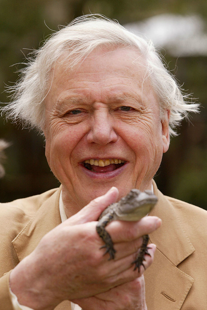 Attenborough smiling and holding a small reptile