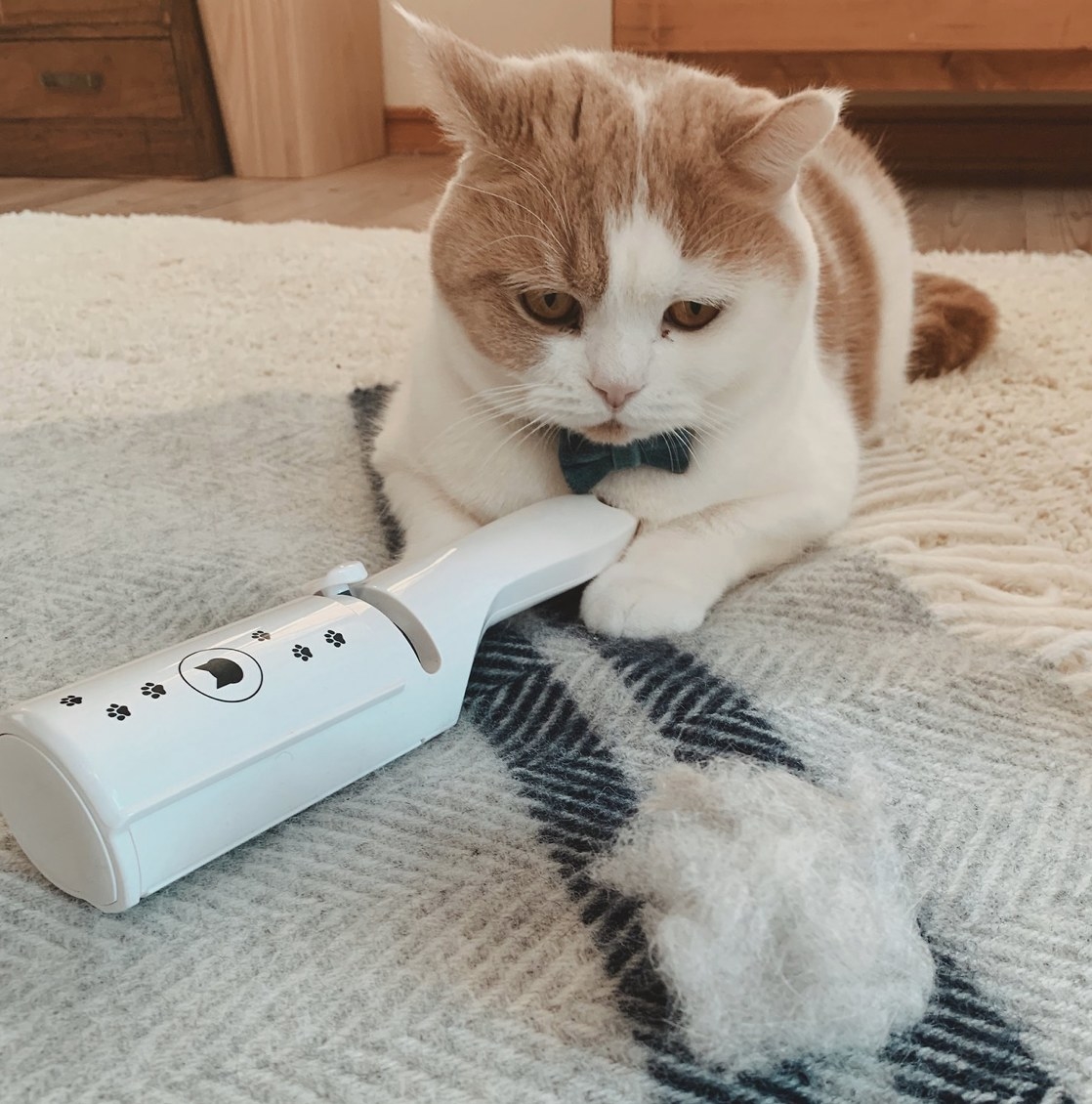 An orange and white cat with white cleaning tool