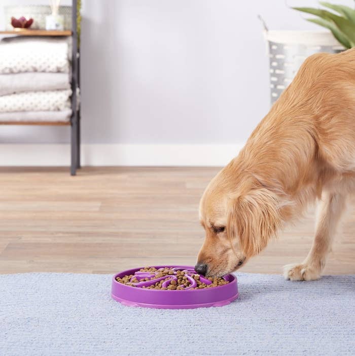 A golden retriever is eating out of a purple bowl with various ridges and sections