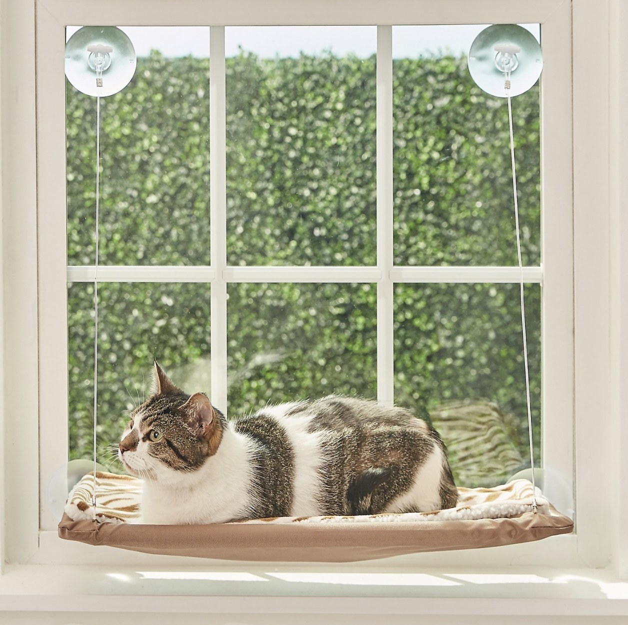 A multicolored cat is laying in the tan hammock with two large suction cups at the top of the window