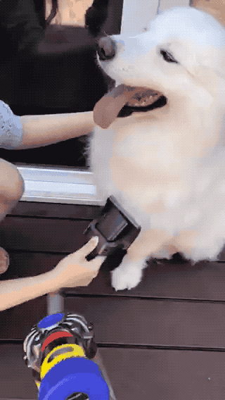 a reviewer using the extension to groom their white fluffy dog