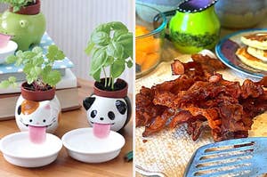 self-watering pet planters; a bacon sponge