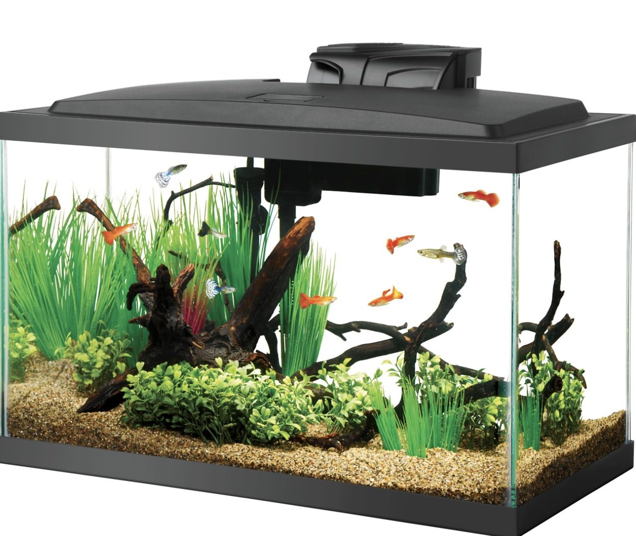 The clear glass tank has a black top and is full of fish, wood, vegetation and pebbles