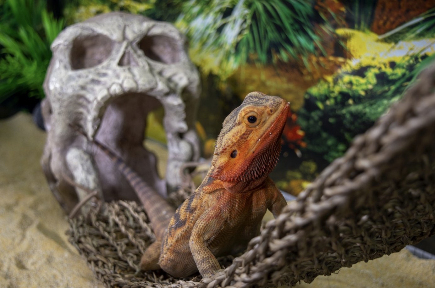 A bearded dragon is laying in the lounger that's hanging in a tank with a decorative skull and sand