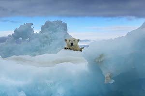 A polar bear amongst some ice.