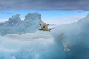 A polar bear amongst some ice.