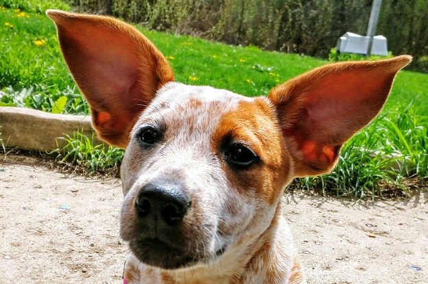 Dogs With Big Ears On Instagram That Hear All The Likes