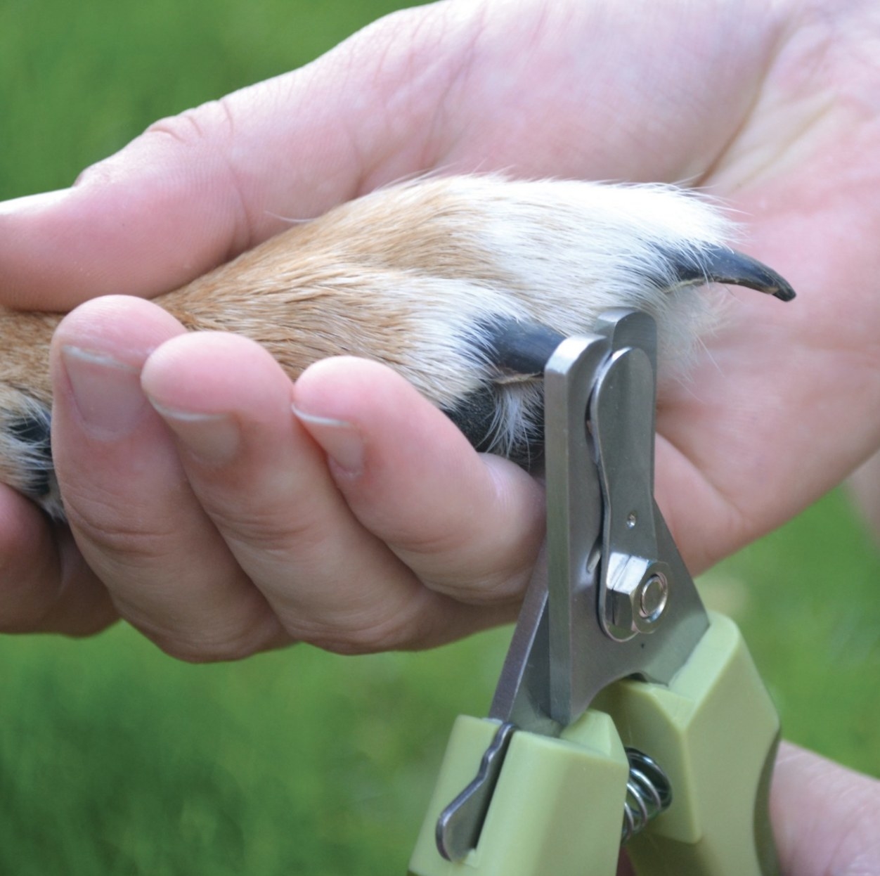 The green nail trimmers are trimming a blonde dog&#x27;s black nails