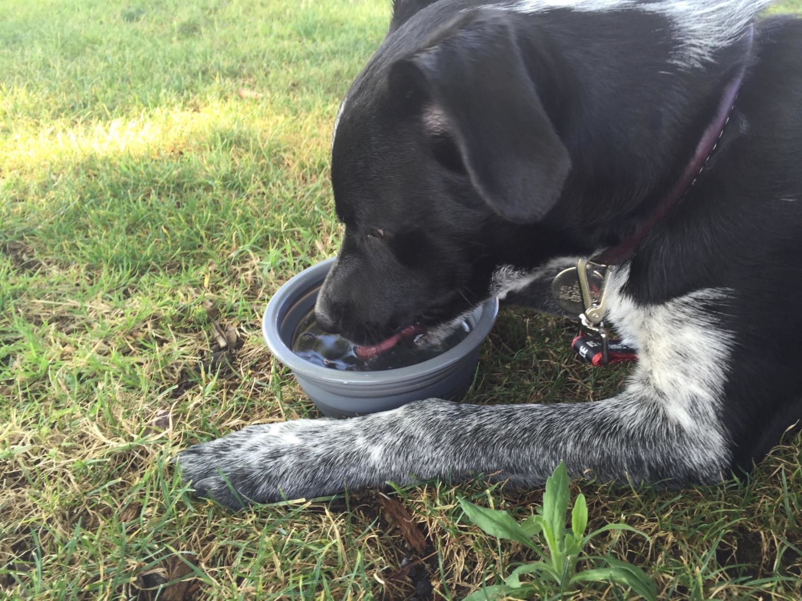 Reviewer&#x27;s dog using gray bowl