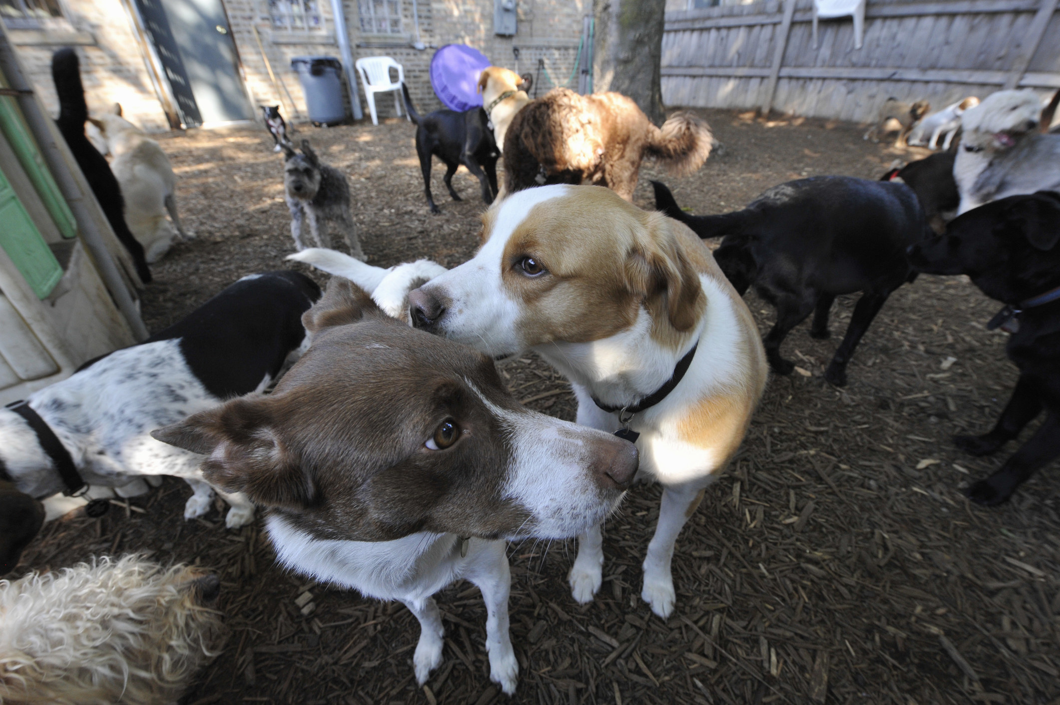 group of dogs at a dog park