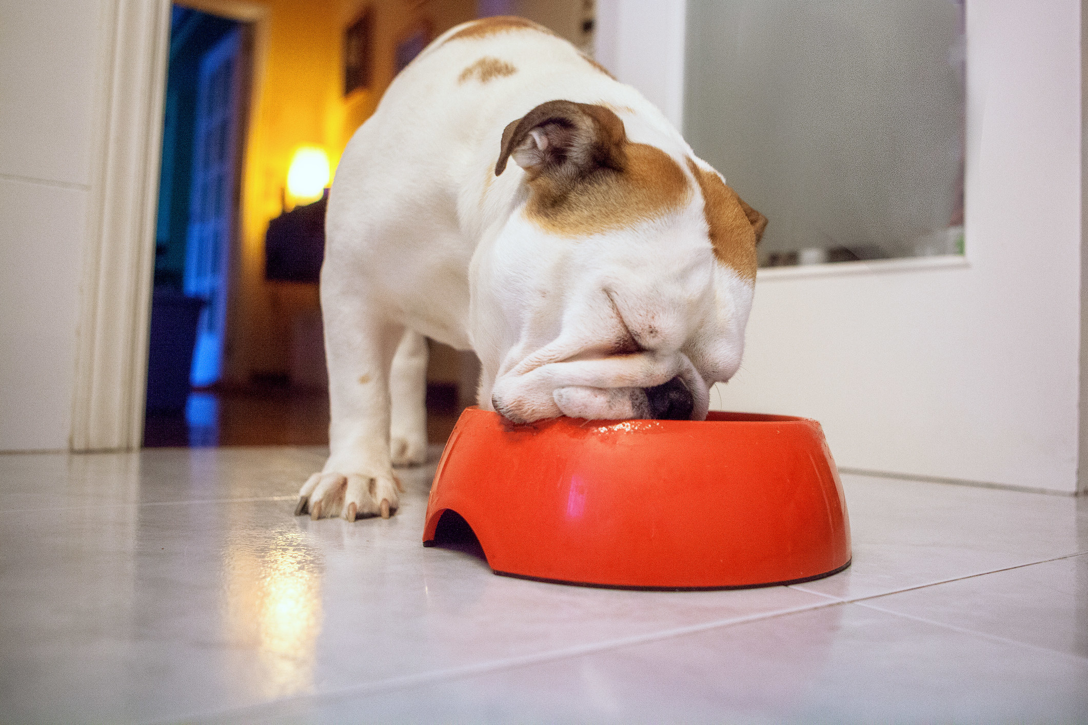 bull dog munching from a big bowl