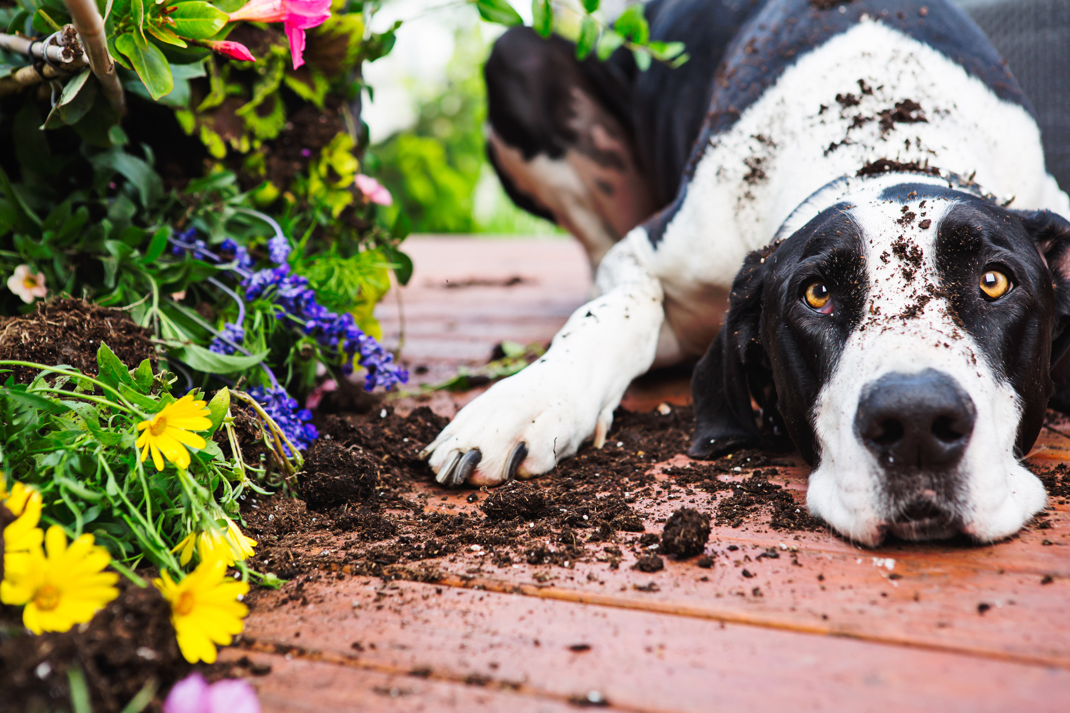 dog in a pile of dirt after digging up some flowers