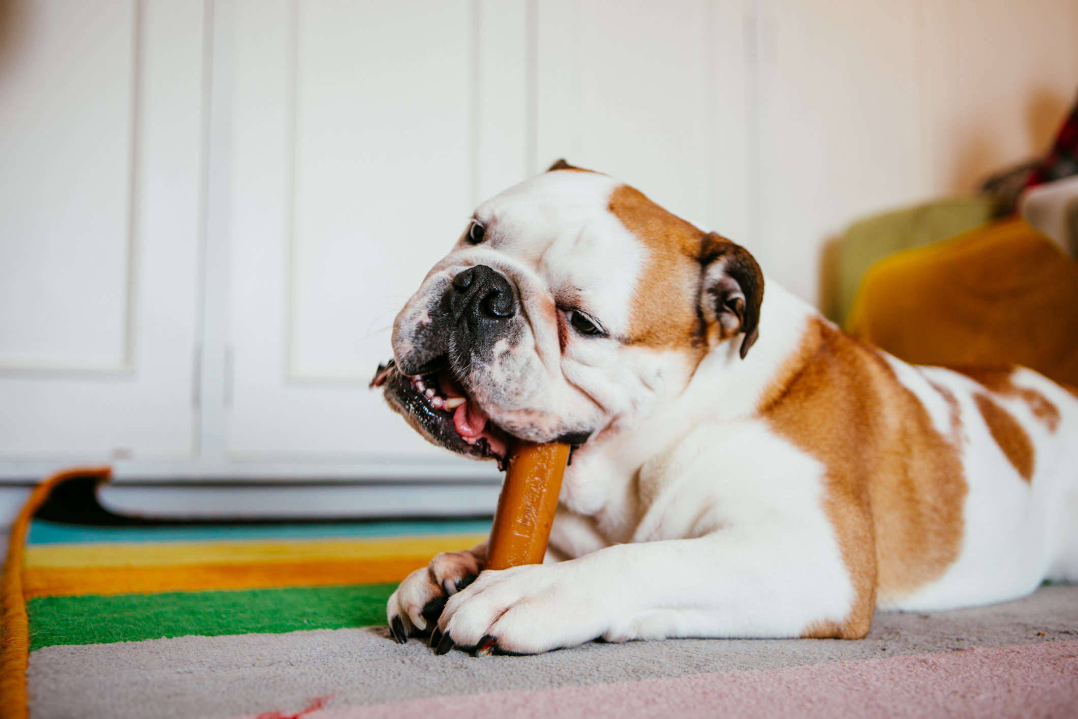 bull dog snacking on a bone