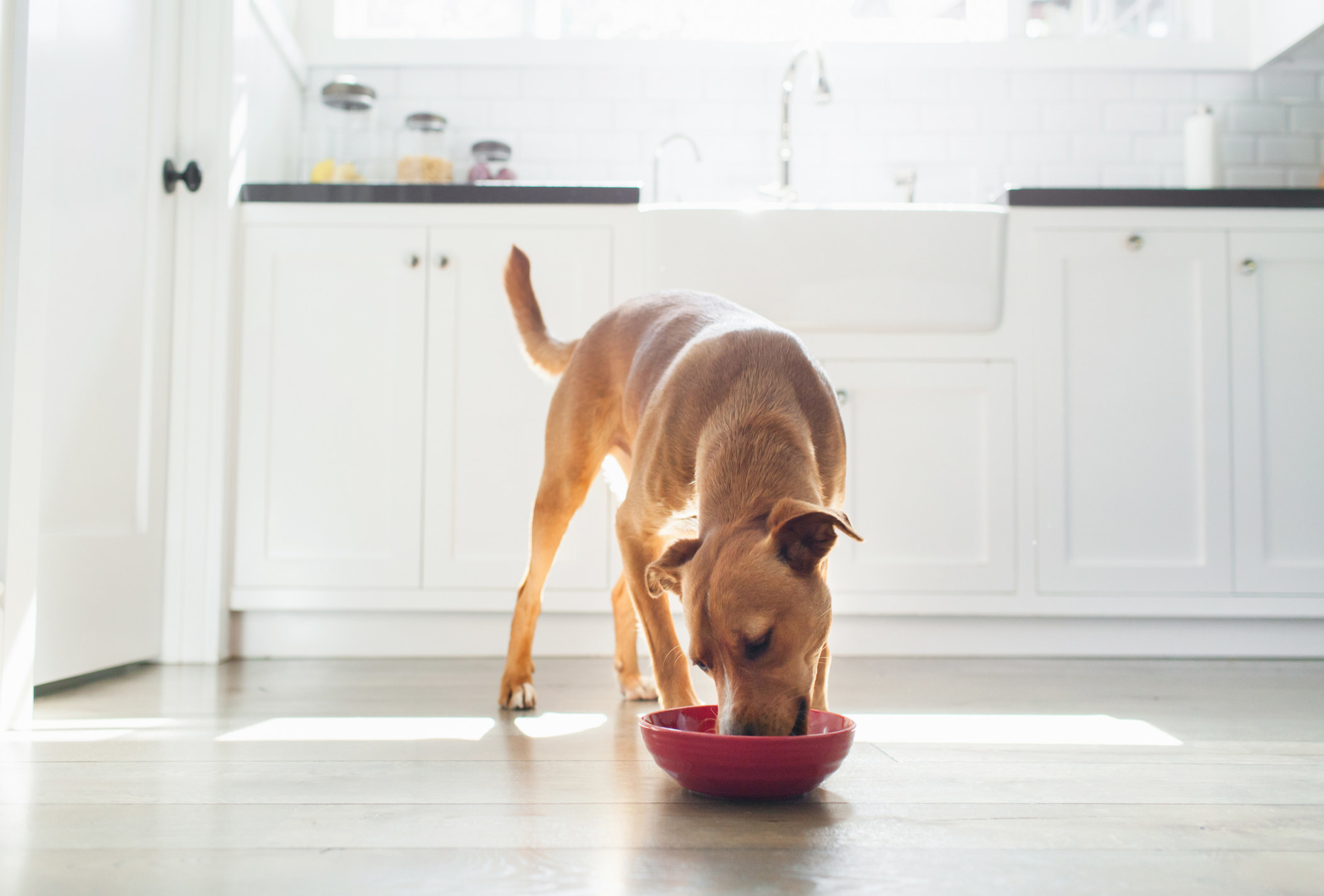 dog in kitchen snacking out of a red bowl