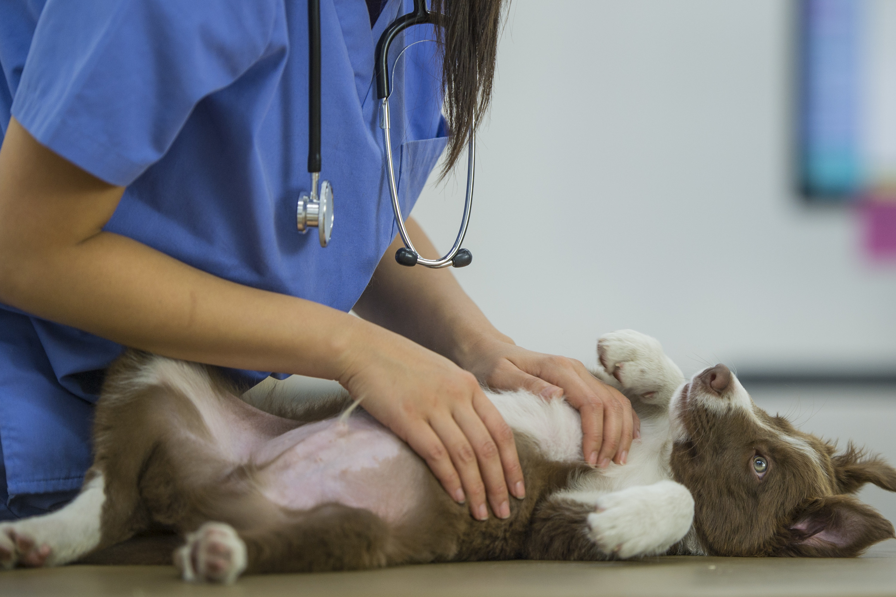 dog getting a belly rub from a vet