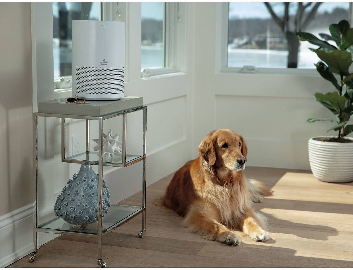 small white air purifier on a cart next to a dog