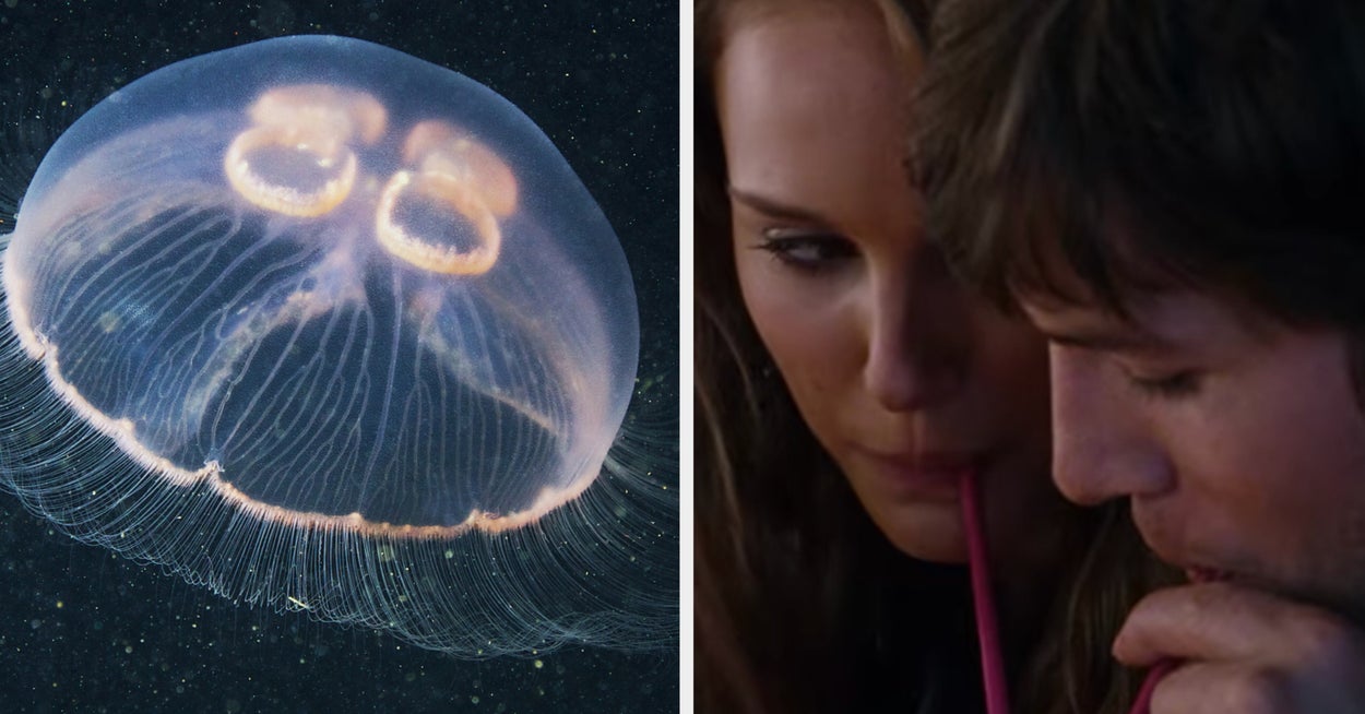 Pretend To Go On A First Date And We'll Reveal What Type Of Jellyfish ...