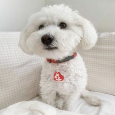 beanie baby tag on dog