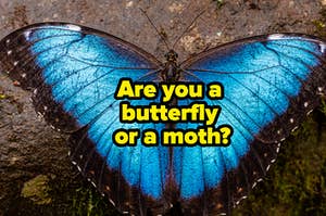 A blue butterfly is labeled, "Are you a butterfly or a moth?"