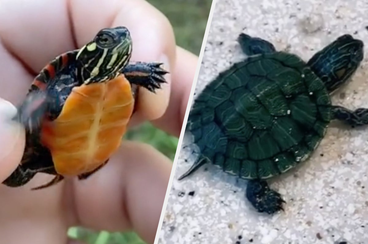 Just A Compilation Of Really Tiny Turtles That Are Too Cute To Be Real