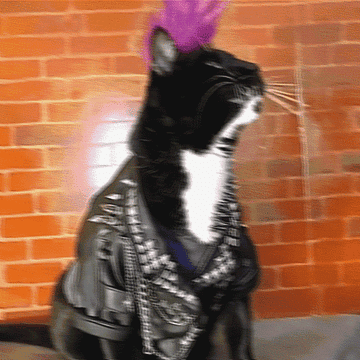 Cat with colorful mohawk and leather jacket banging its head.
