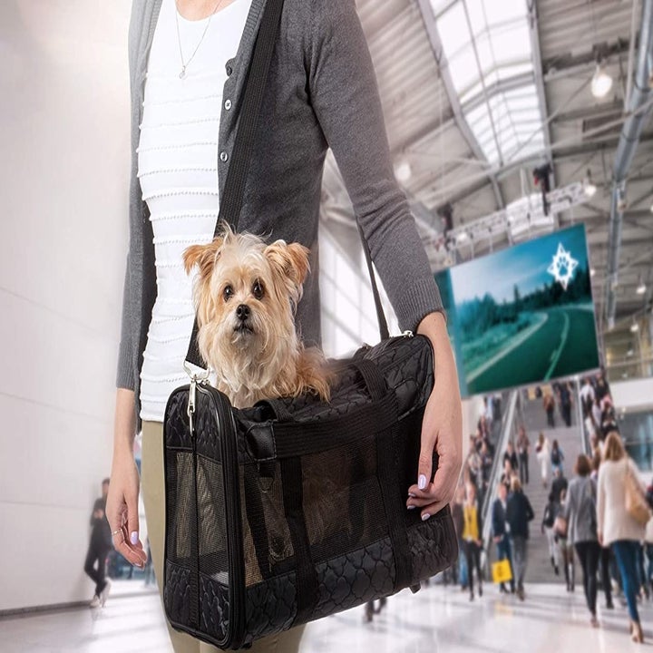 A person carrying the dog in the carrier through the airport