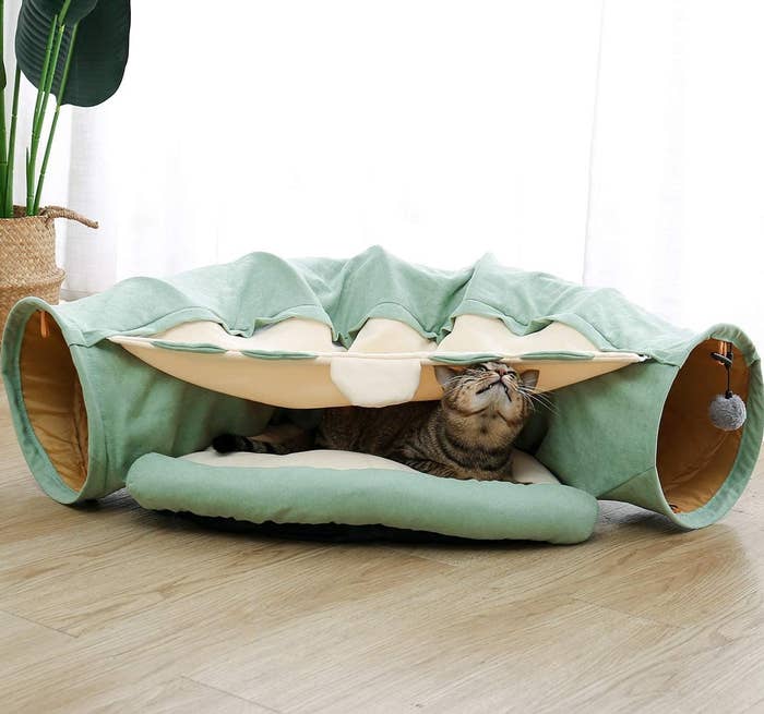 A cat in the bed in front of the tunnel