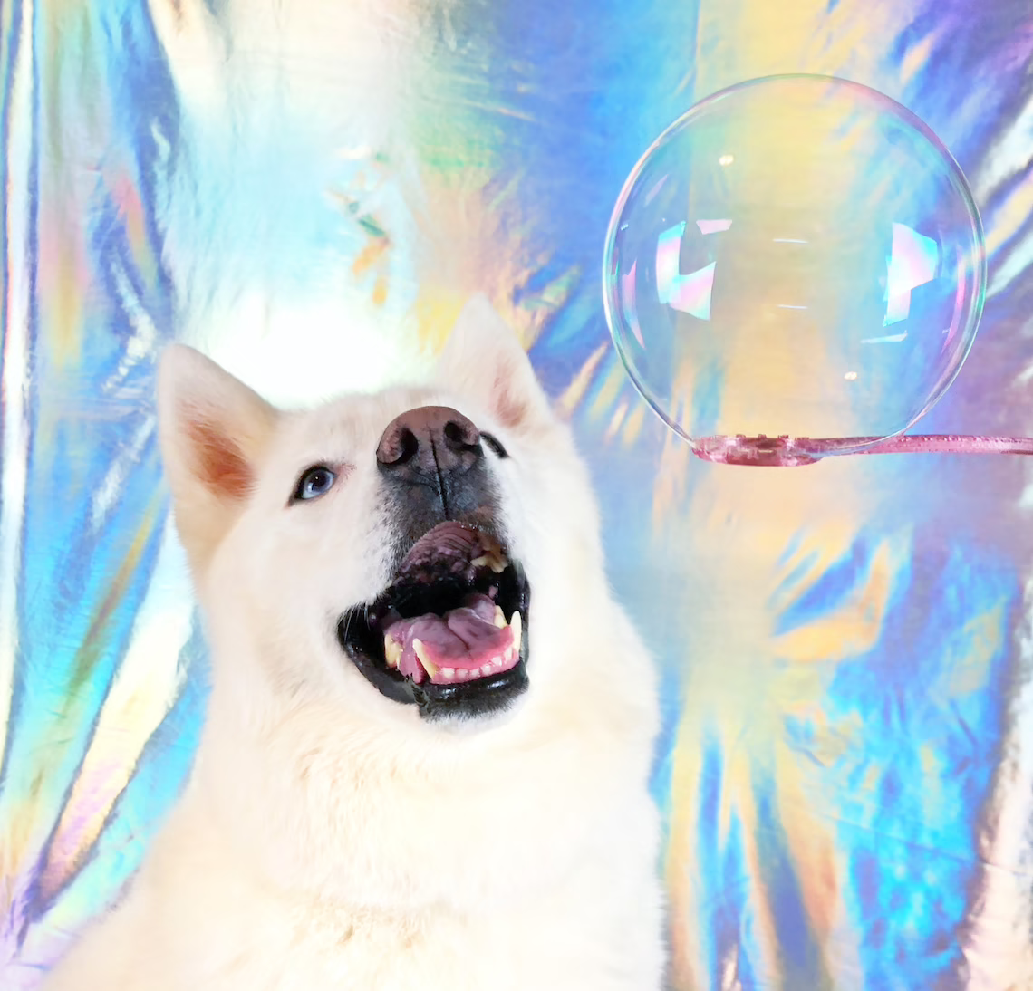 dog looks at bubble wand