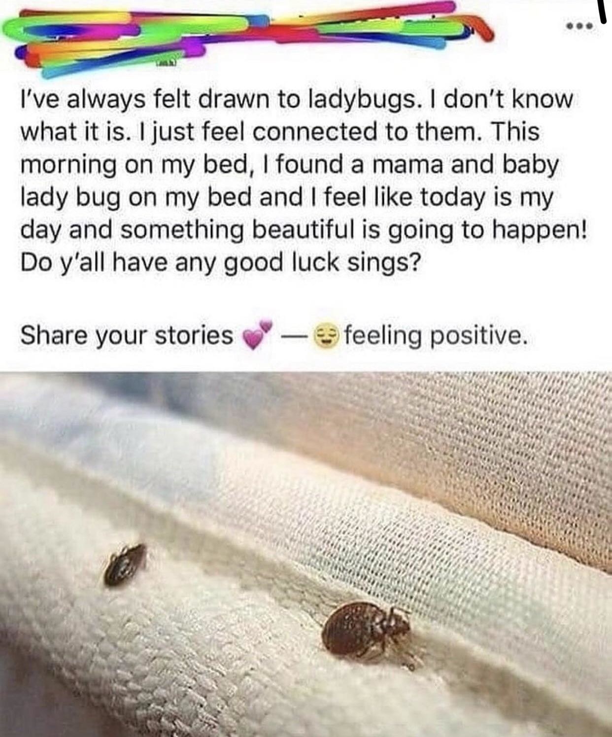 person confusing bedbugs and lady bugs