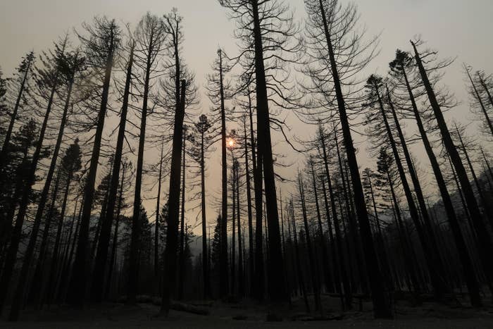 A wide-angle view of charred trees in a forest under a smoky sky