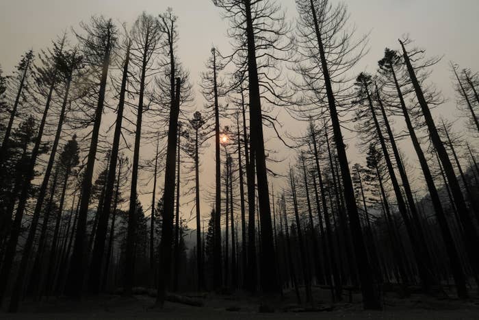 A wide-angle view of charred trees in a forest under a smoky sky