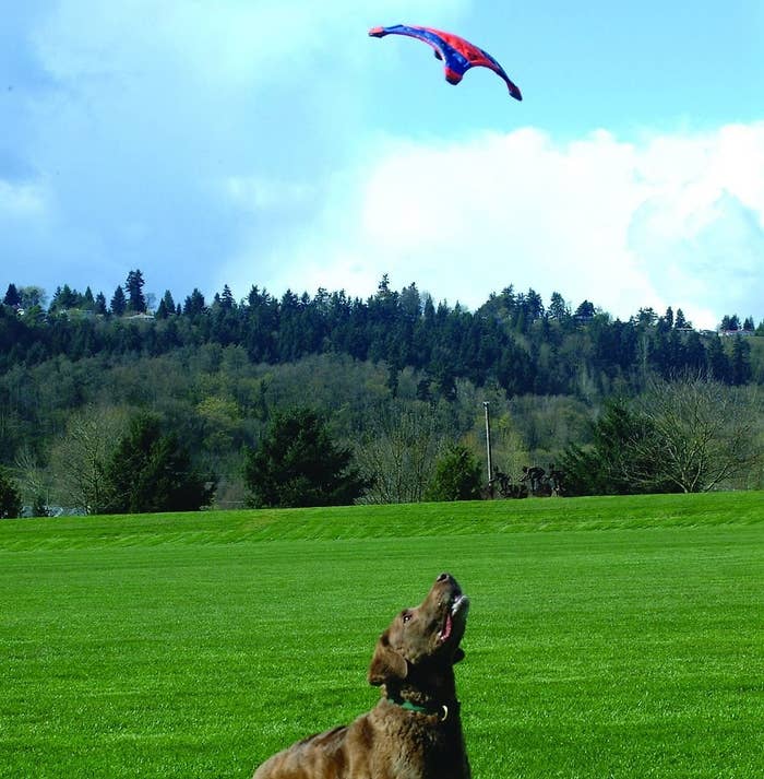 A dog about to catch the flying squirrel toy