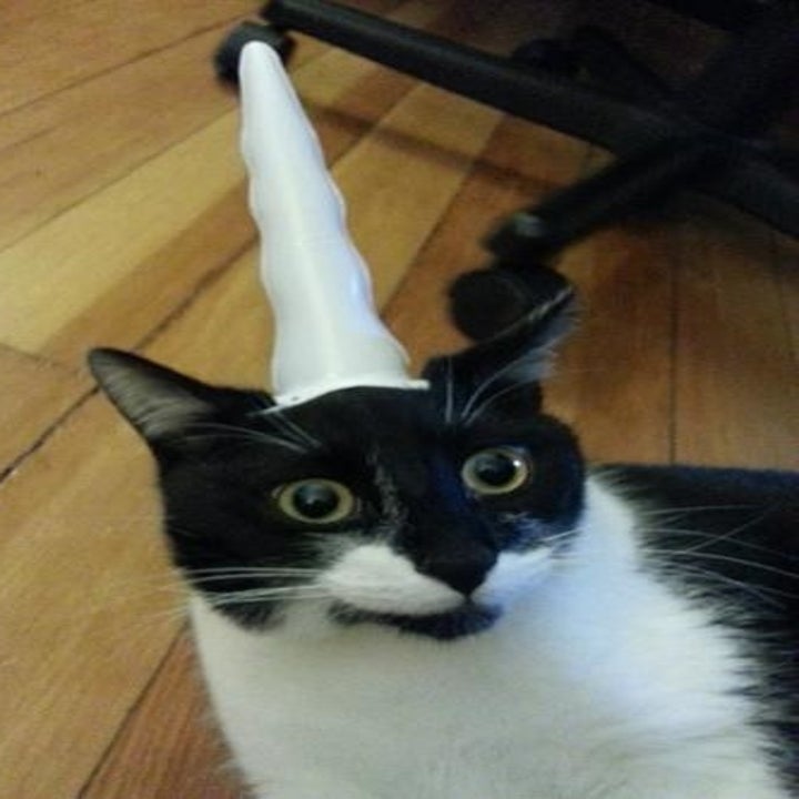 tuxie cat looking embarrassed wearing the large white horn