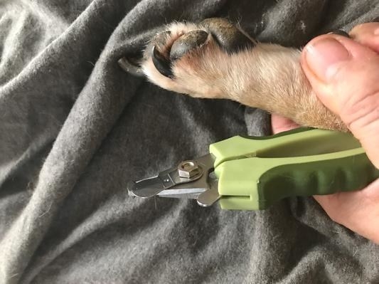 reviewer holding the nail clipper next to their dog&#x27;s paw