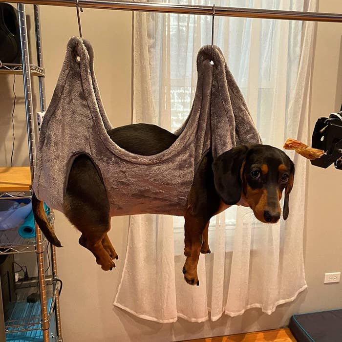 A reviewer&#x27;s dachshund in the hammock with leg holes