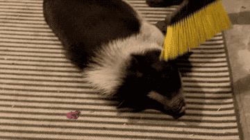 A happy pig being pet with a broom