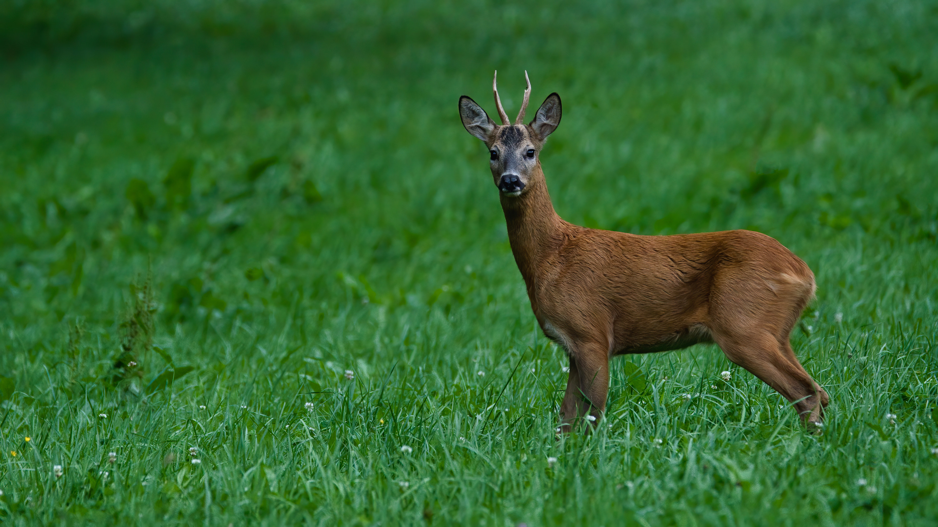Photo of a deer in a field