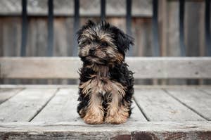 A very small dog sits on a wooden porch for a photo. 