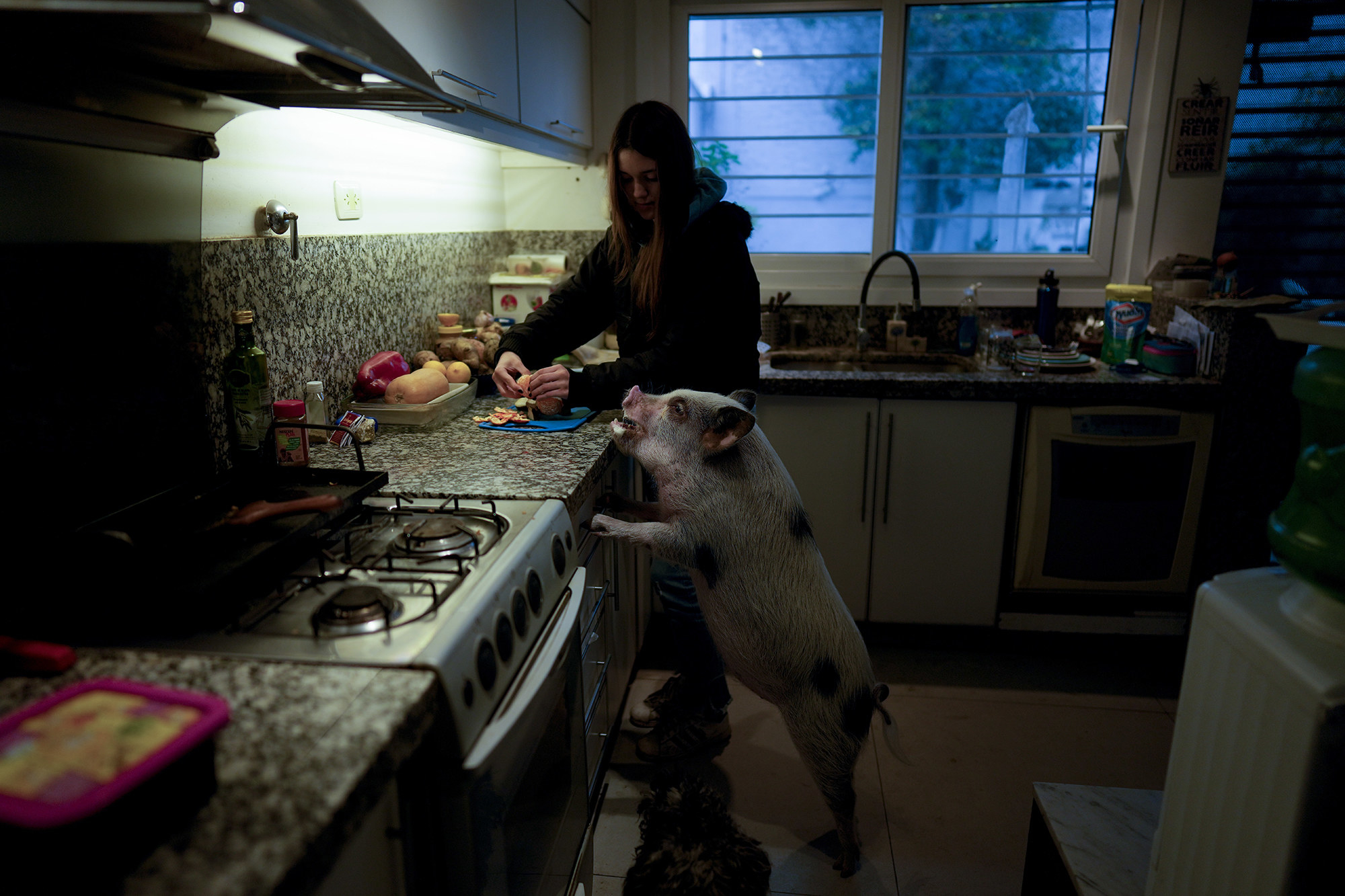 Woman stands at her kitchen counter preparing food as pig standing on its haunches leans against the counter with its snout on the counter