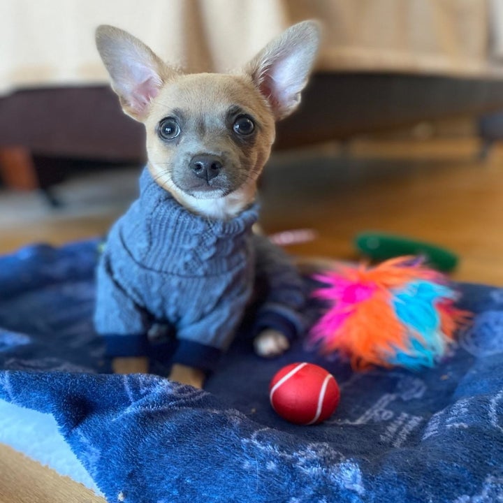 a reviewer's chihuahua mix in the blue sweater onesie
