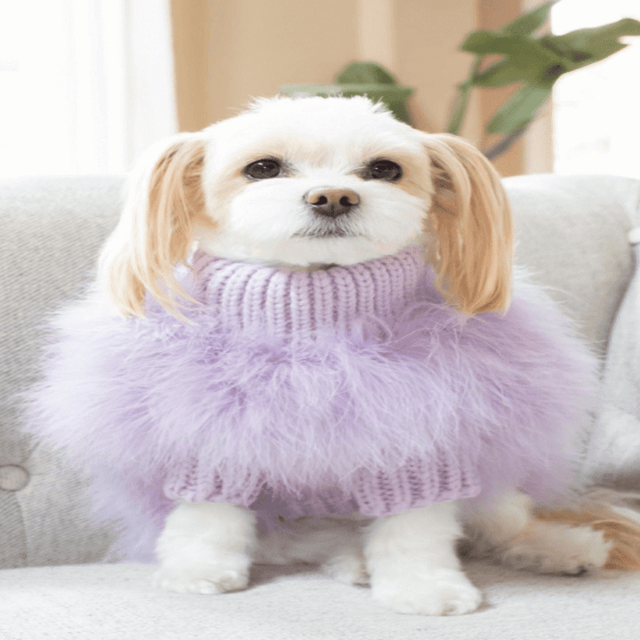 a small white dog wearing the jumper in lilac