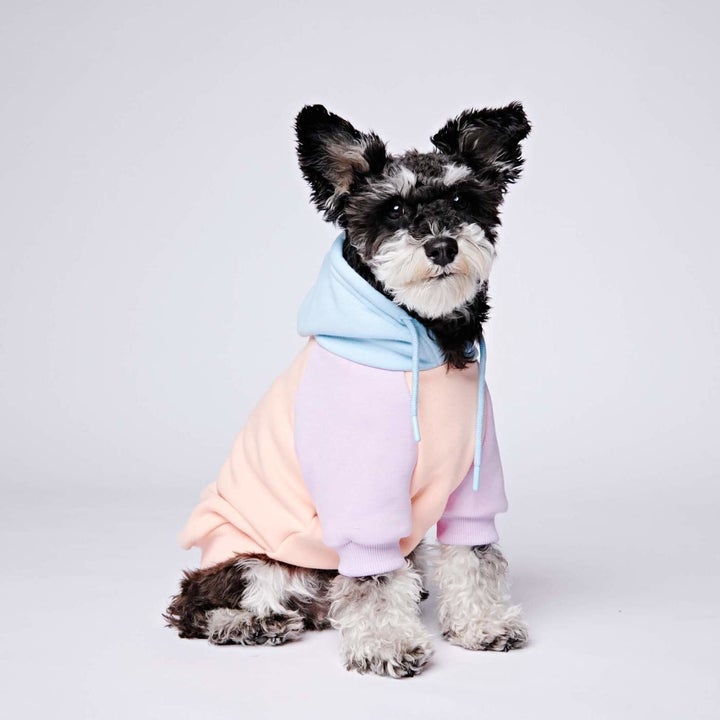 front view of a small fluffy dog in the same hoodie