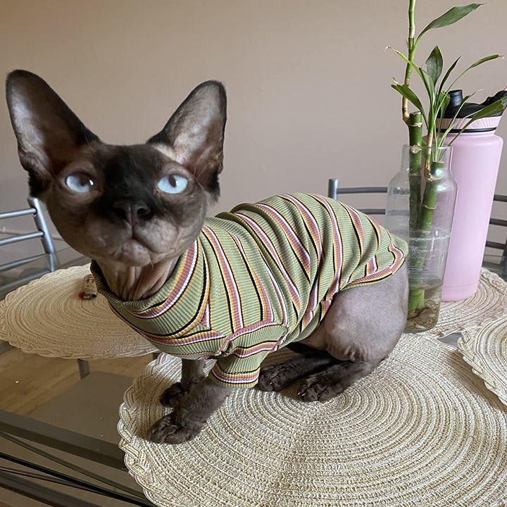 a reviewer's cat wearing the shirt in green