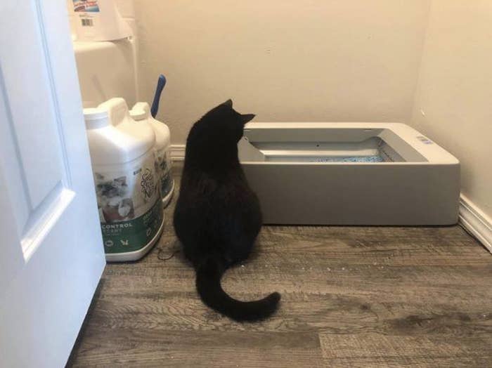 A cat sitting next to the litter box