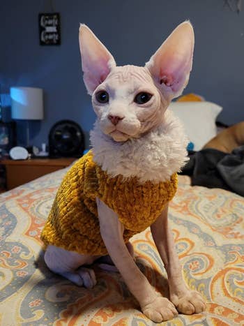a reviewer's sphynx in the yellow sweater